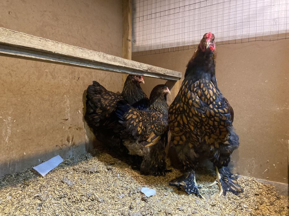 Brama Qora Tilla Брама Чёрное золото