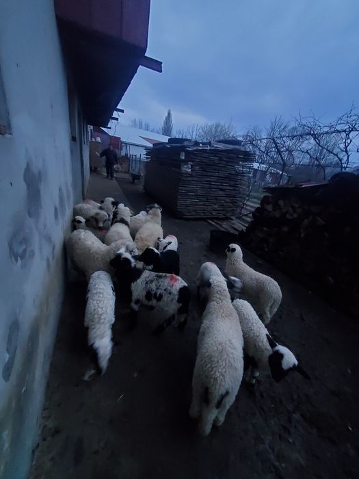 Miei de Paște  de vânzare ,relații la nr.tel.