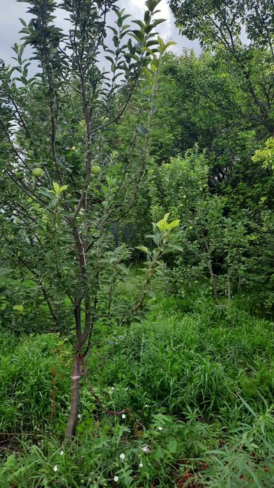 Продам дачу 12 соток с домом