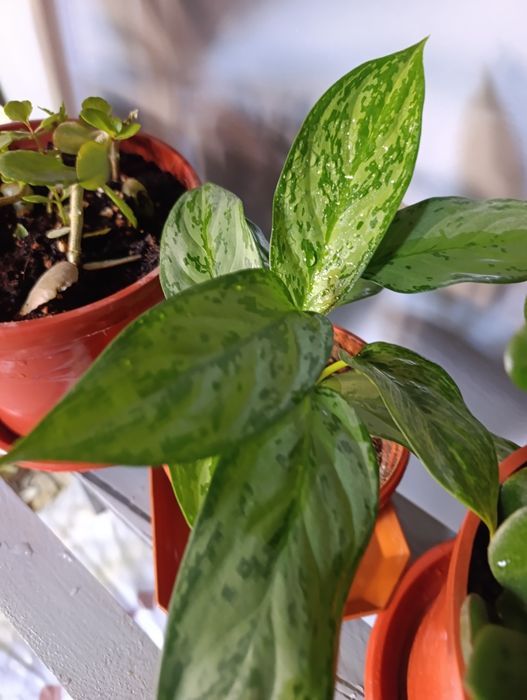 Хонаки гуллар комнатный цветы