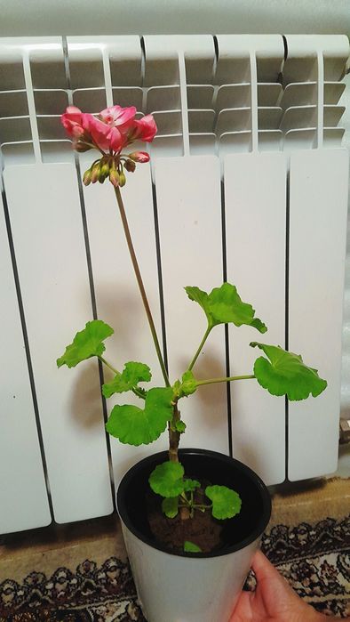 Gira/гира xonaki gul