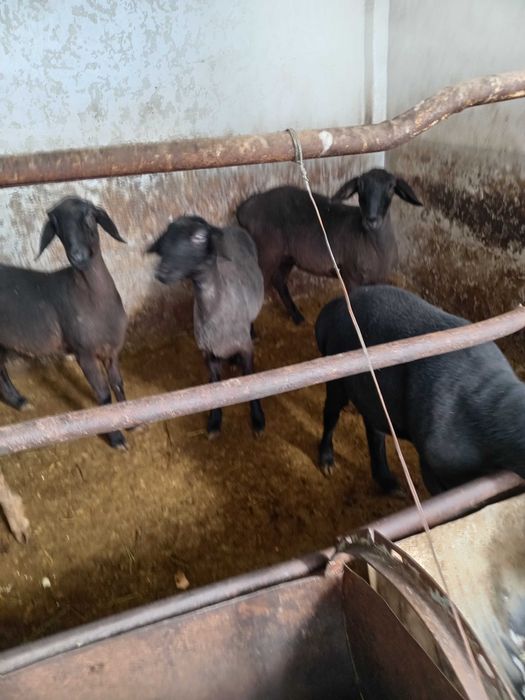 Совлик куйлар сотилади