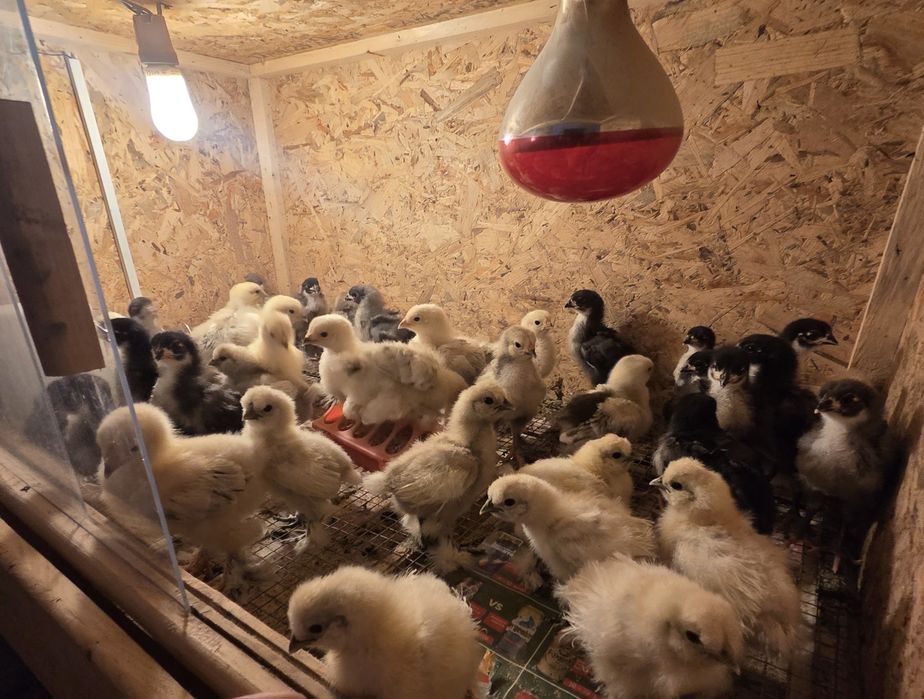 Oua incubat disponibile