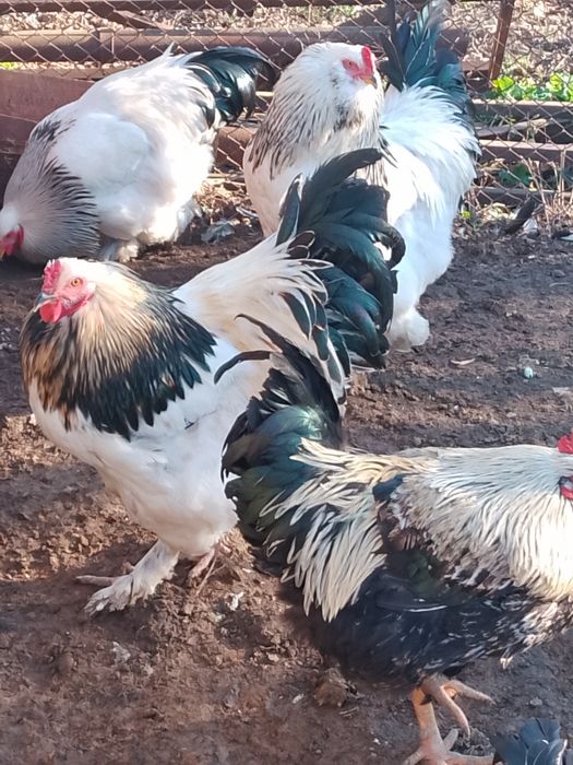 Продавам петли брама 20 ev