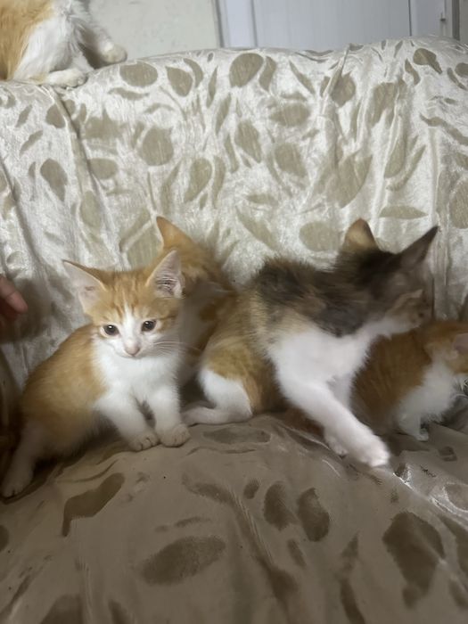 Отдам котят в хорошие руки