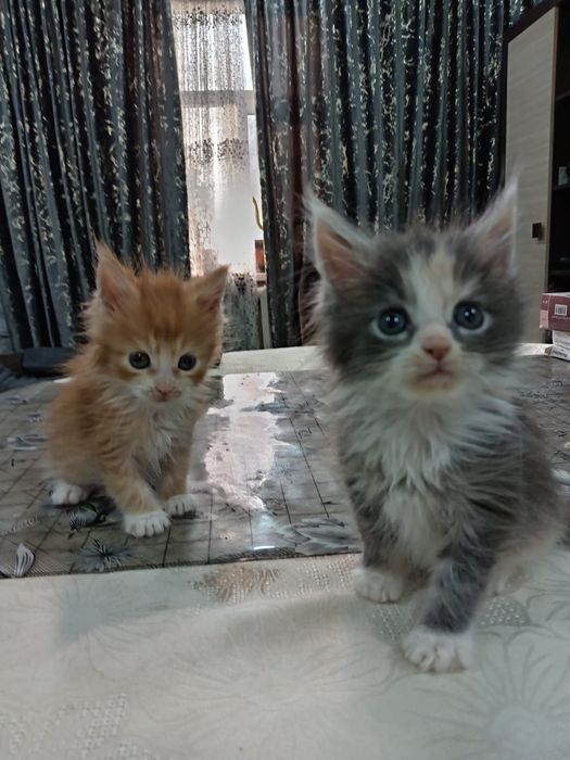 Котятки мейн-куна