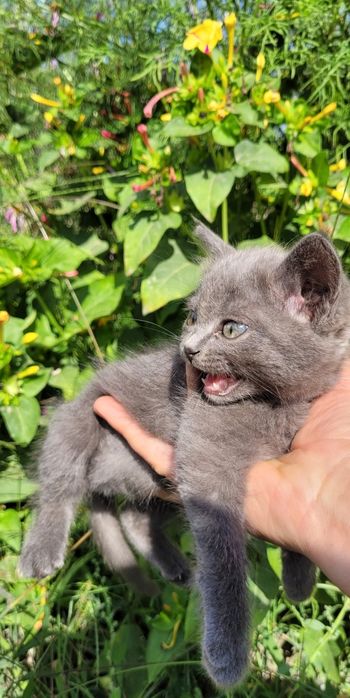 Дымчатый котенок
