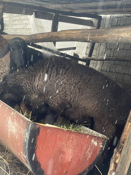 Arashan zotdor qòchqorlari