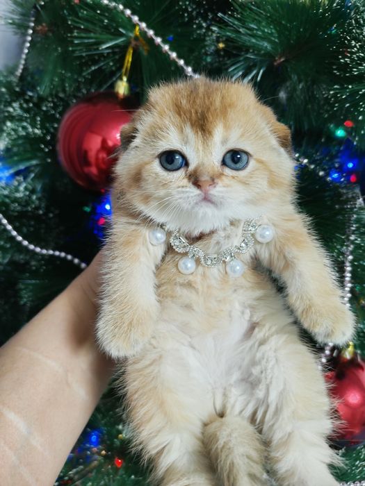 Шикарные милые котята   золотая и серебренная шиншилла 1,5 месяца