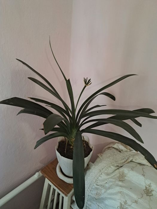 Комнатные цветы разные