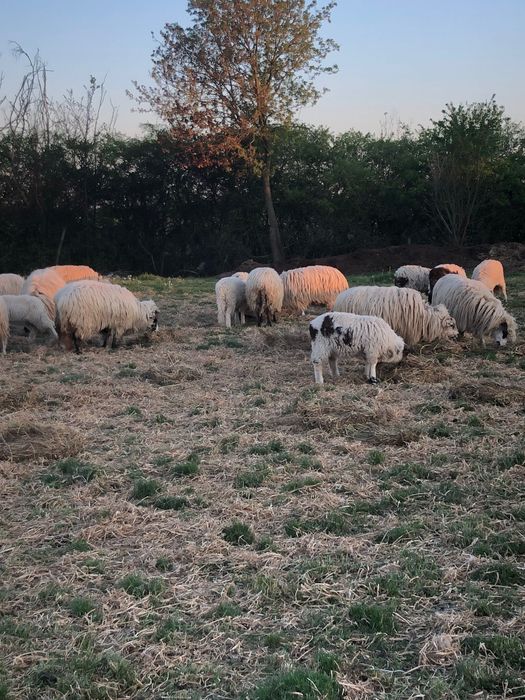 Vand oi turcane 37 si. 25 de miei