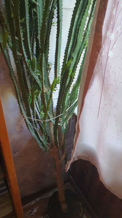 Кактус большой в офис