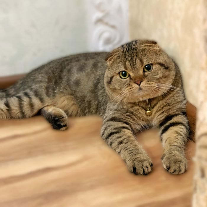 Вязка ! Кот Лео киз мушуклани вязкага таклиф килади