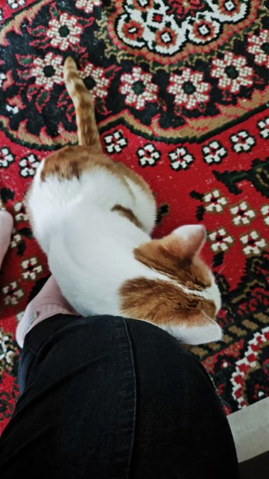 Кот в добрые руки