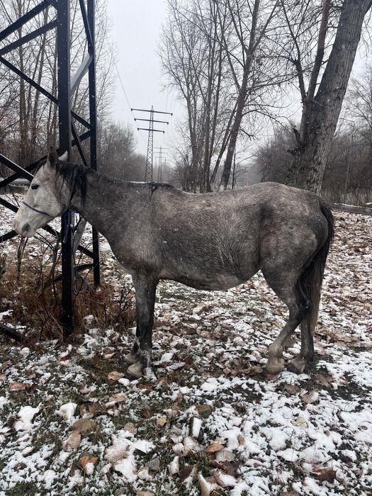 Бие сатылады 700 000 тг