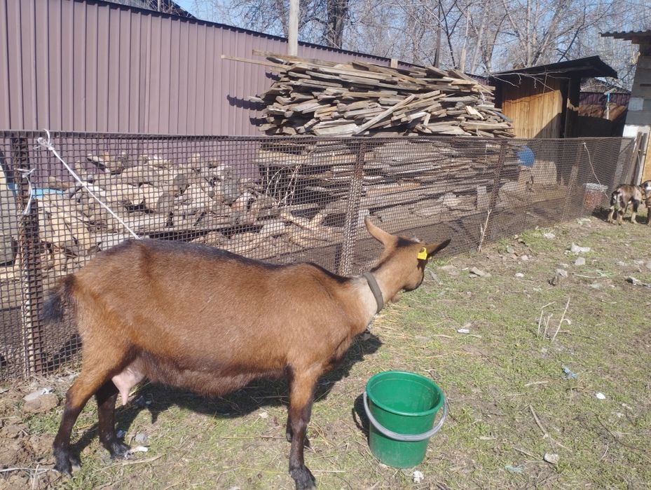 Продам козу англо нубика