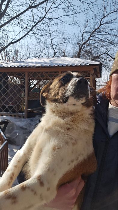 Щенок - подросток Коппер