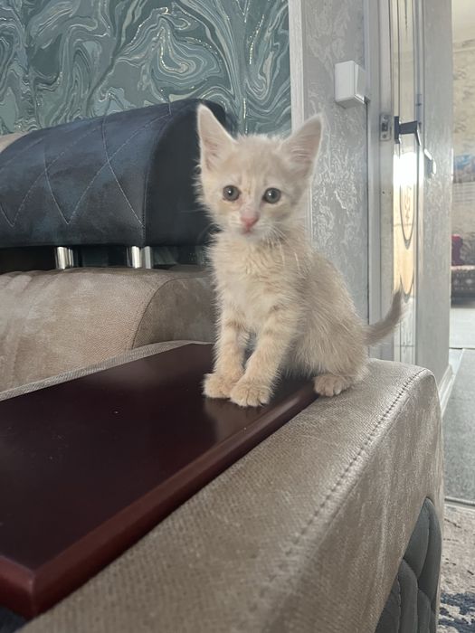 Отдаем котенка в добрые руки бесплатно
