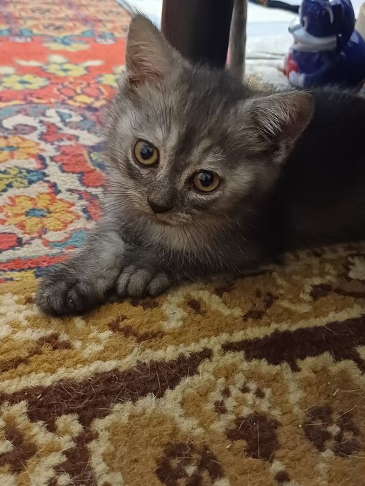 Продаётся Котята.