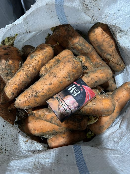 Продам Морковь отборную