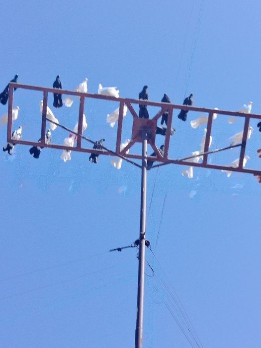 Голуби широкохвостые