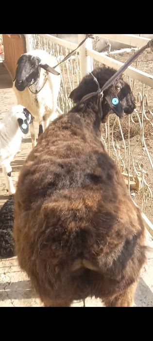 Surxon ona bola quy sotiladi