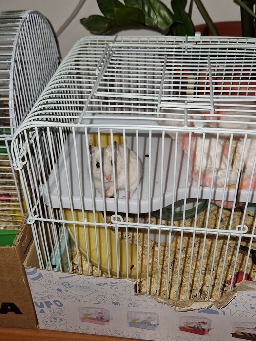 Hamsteri cu cusca