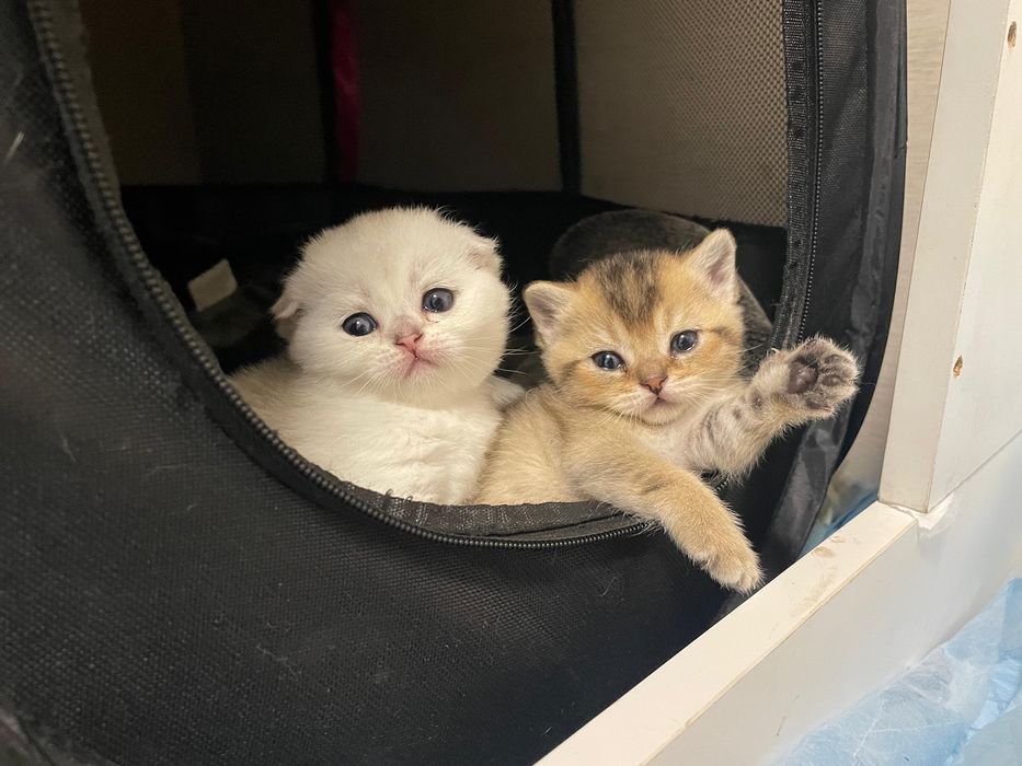 Шотландские шиншиллы