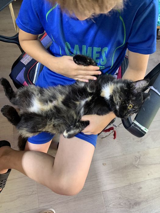 Отдам котенка в добрые руки