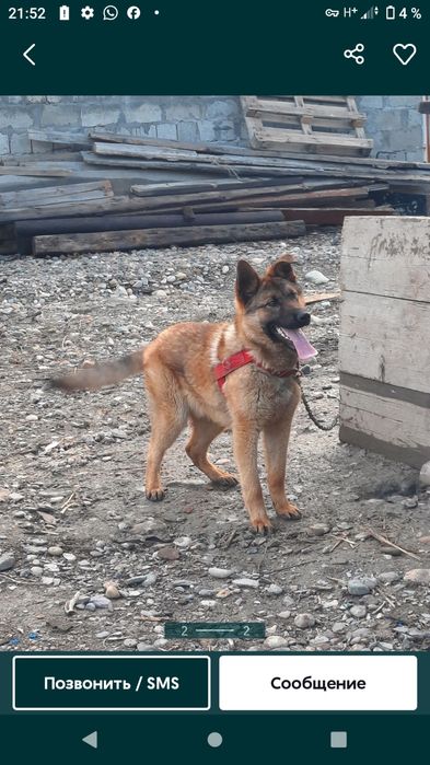 Продам немеская овчарку