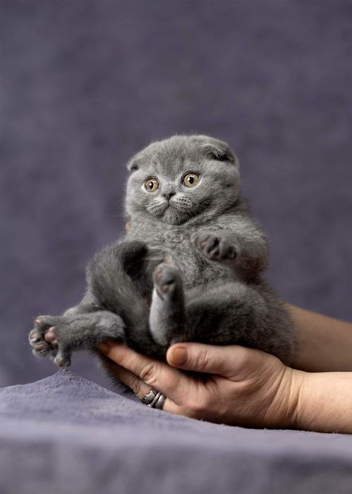 Zotdor Shotland mushuklari