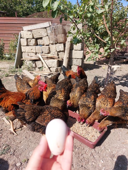 Инкубационные яйца Кучинских