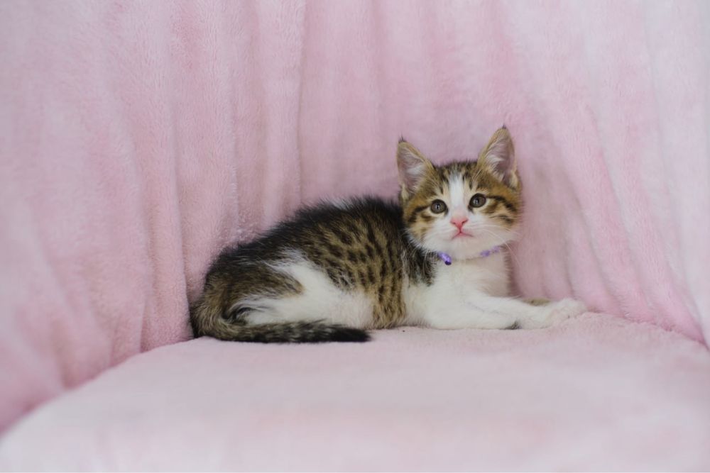 Европейские короткошерстные котята