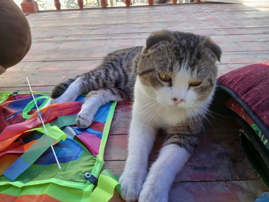 Пристраивается только ответственным людям.