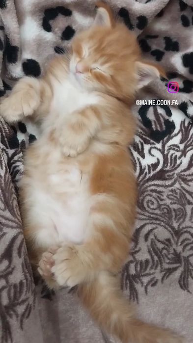 Мейнкун полидакт