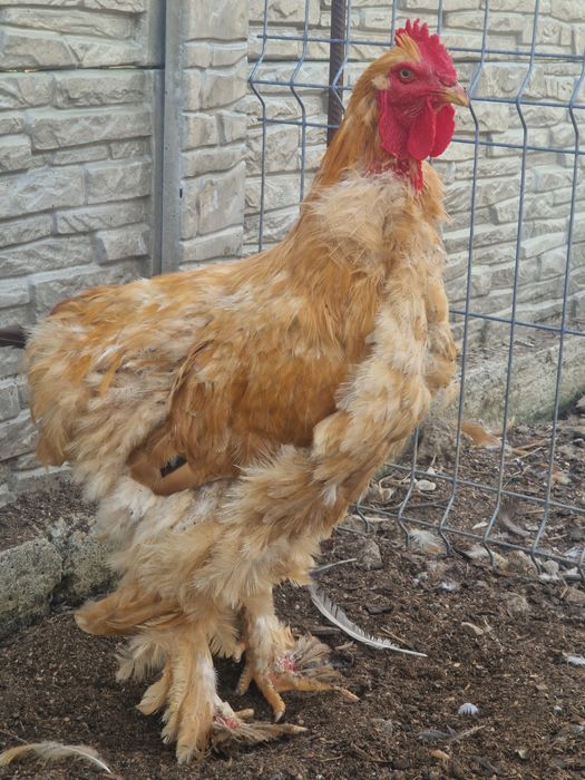 Găini si cocoși Brahma