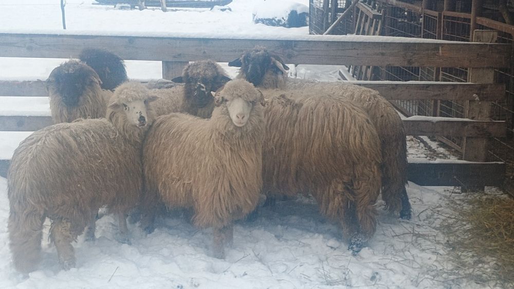 Oi tinere de vânzare