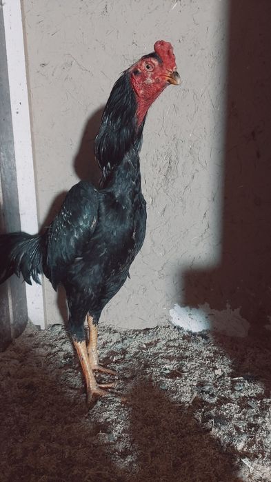 Dakan xuruzlar sotiladi