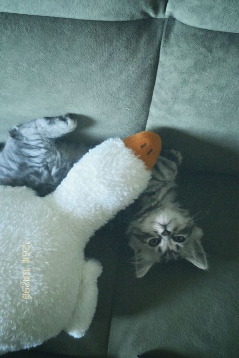 котенок шотландец