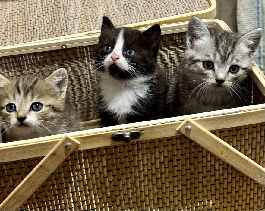 Котята в добрые руки