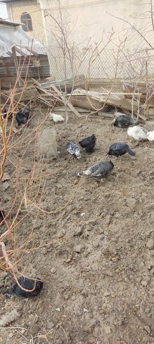 Сотилади хамаси товук куркалп