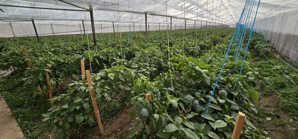 Участка сотилади СРОЧНО