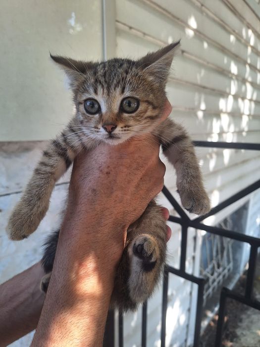 Котик  в добрые руки.