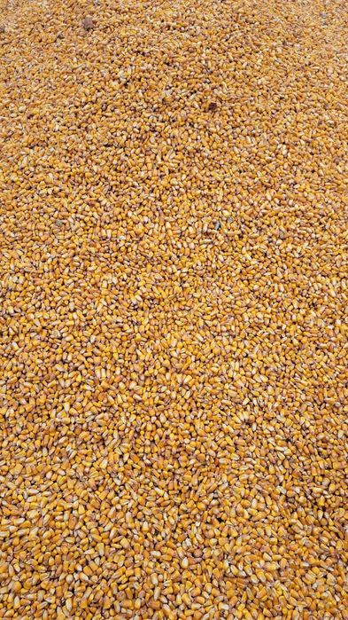 Vând porumb producție 2025