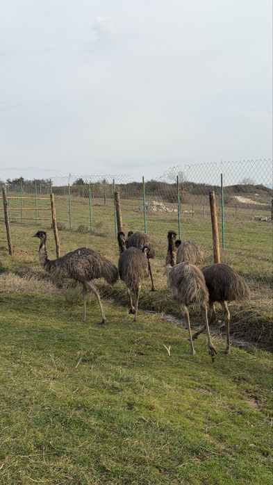 Голямо Ему Миналогодишни