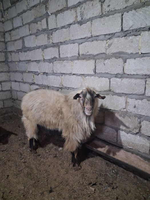 Продам козла крупного