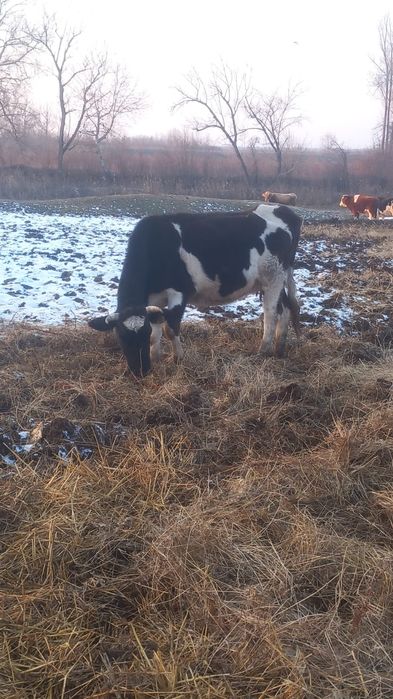 Vând vaci gestante !