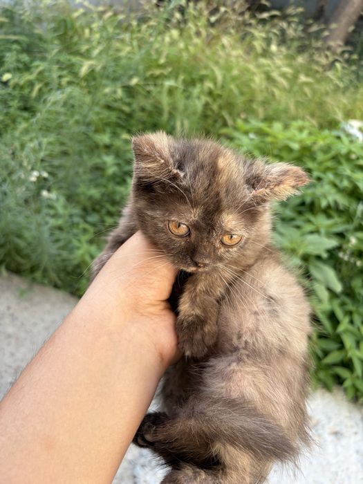 Отдам котят в хорошие руки