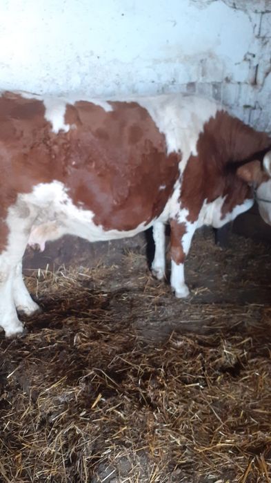 Vând vacă gestantă