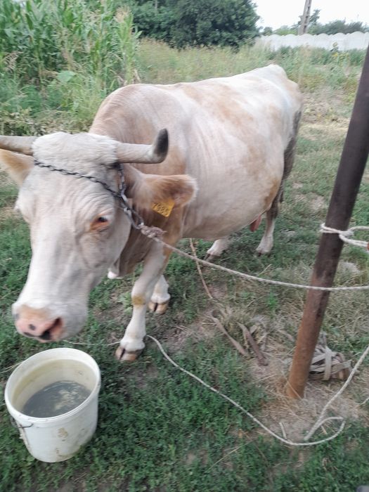 Vacă cu vițea de vânzare